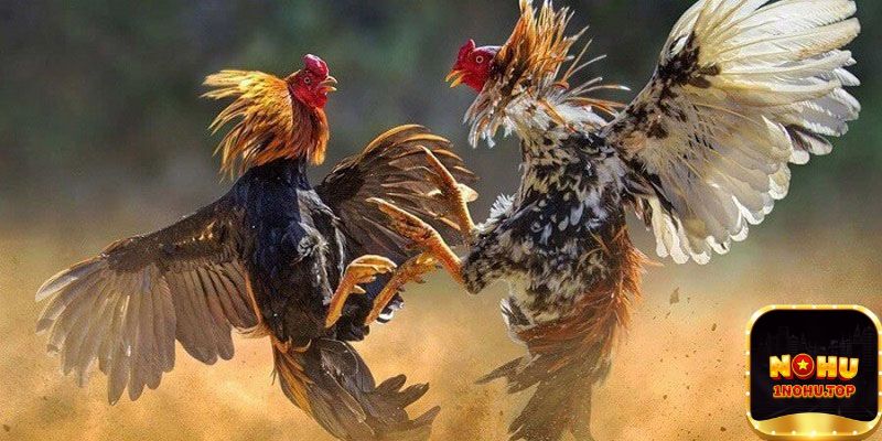 Người chơi mới gặp vấn đề gì khi chơi chọi gà trực tuyến