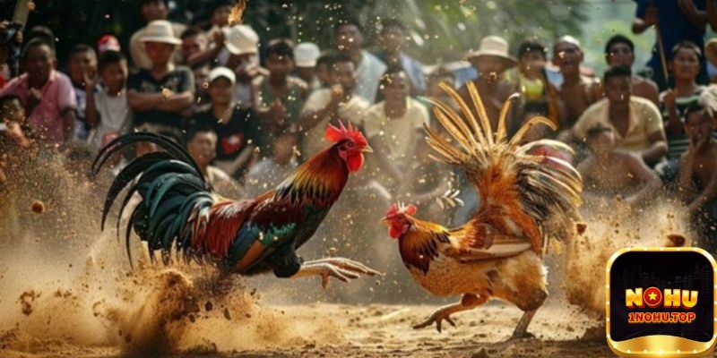 Nhiều trận đấu mỗi ngày